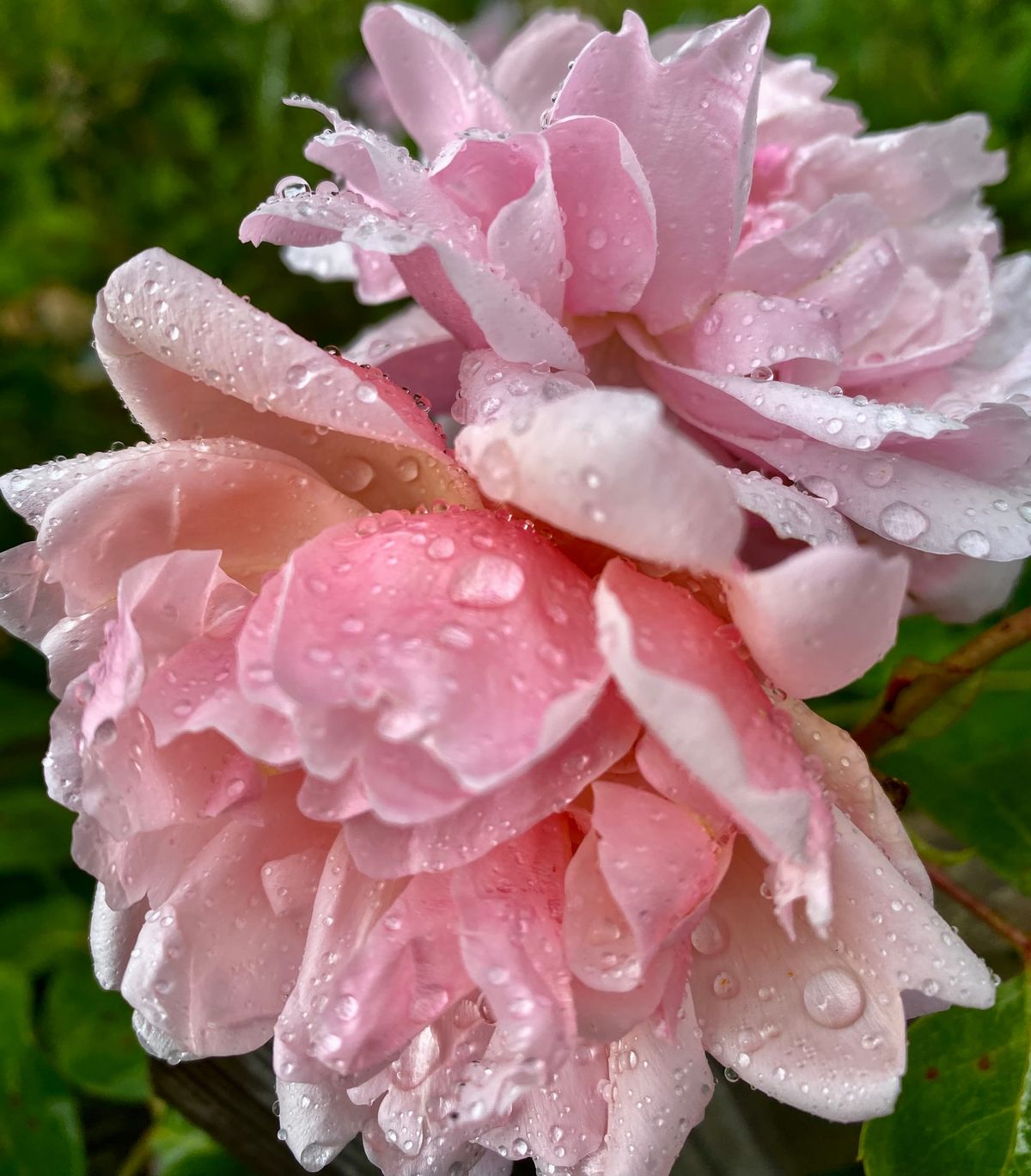 Circuses vs. Roses: Notes on Pleasure and Scold Culture