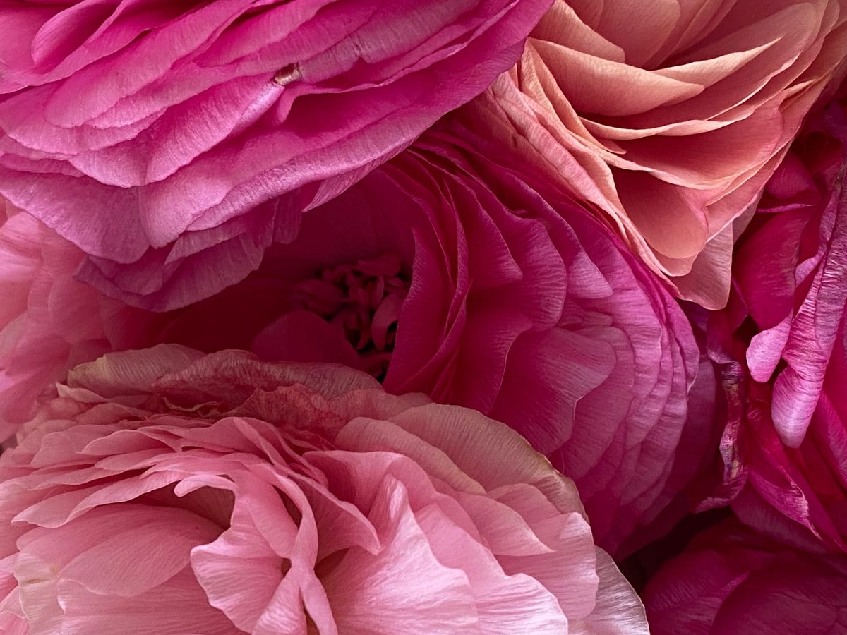 Flowers Bloom on Soldiers' Graves: Lessons in Power and Consequence