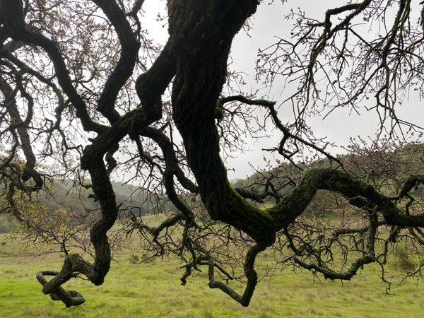 We Are Firefighters: A Talk About the Climate and the Trees
