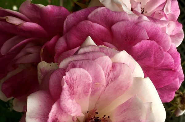 Death and Rebirth on the Road Home