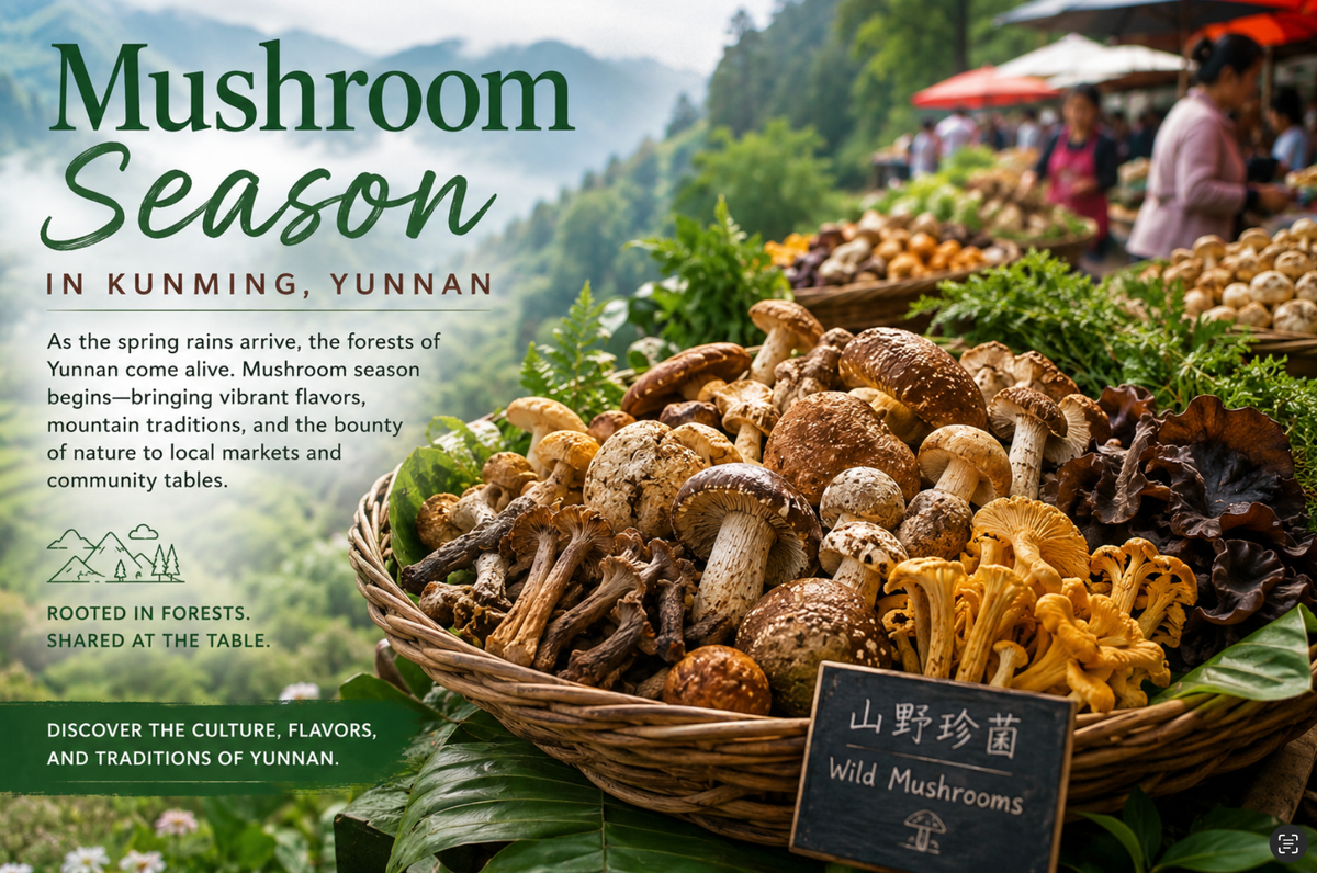 Mushroom Season Begins in Yunnan