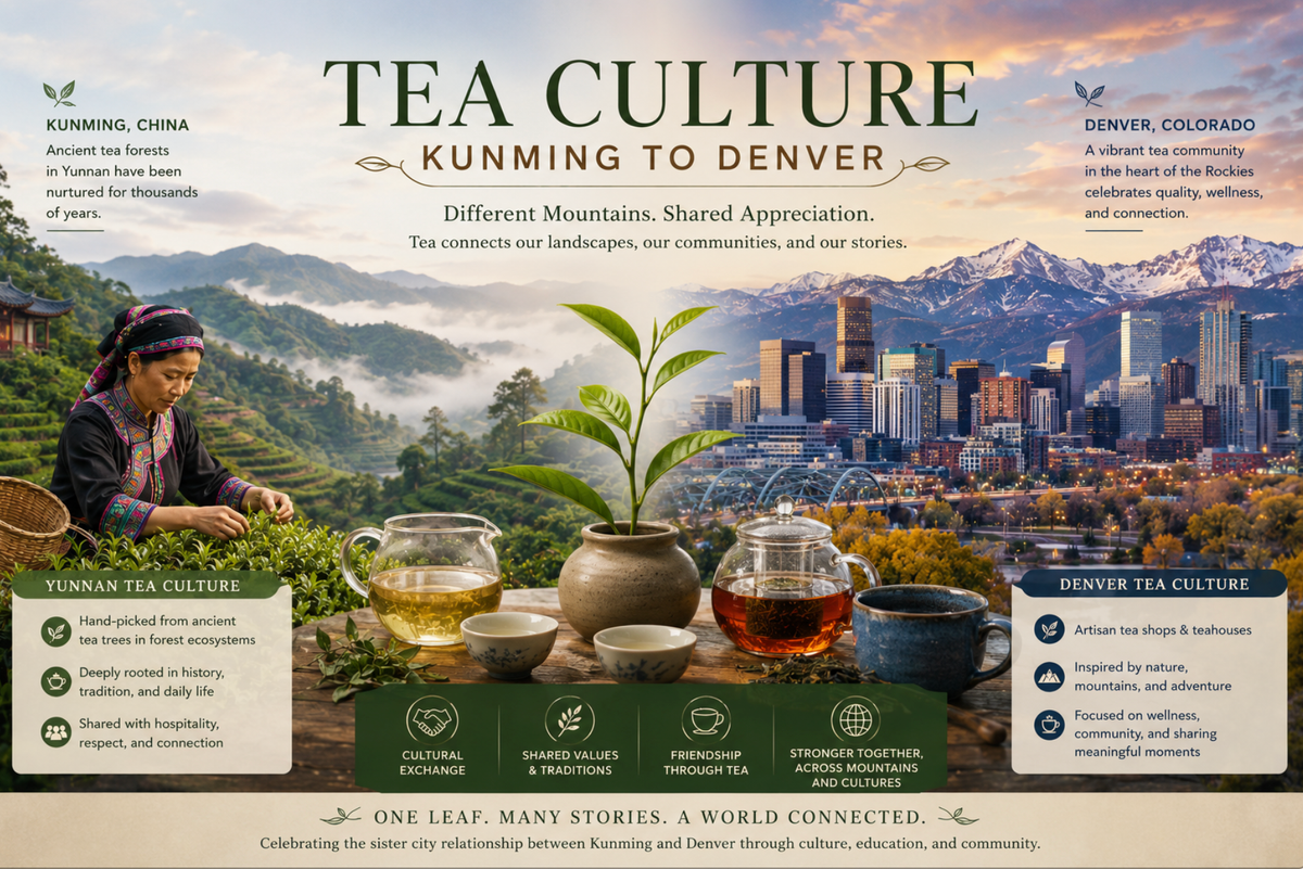 Spring Harvests in the Ancient Tea Forests of Yunnan