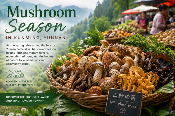 Mushroom Season Begins in Yunnan