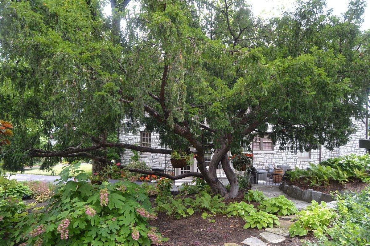 Buffalo Trace Reintroduces Special Seasonal Arboretum Tour