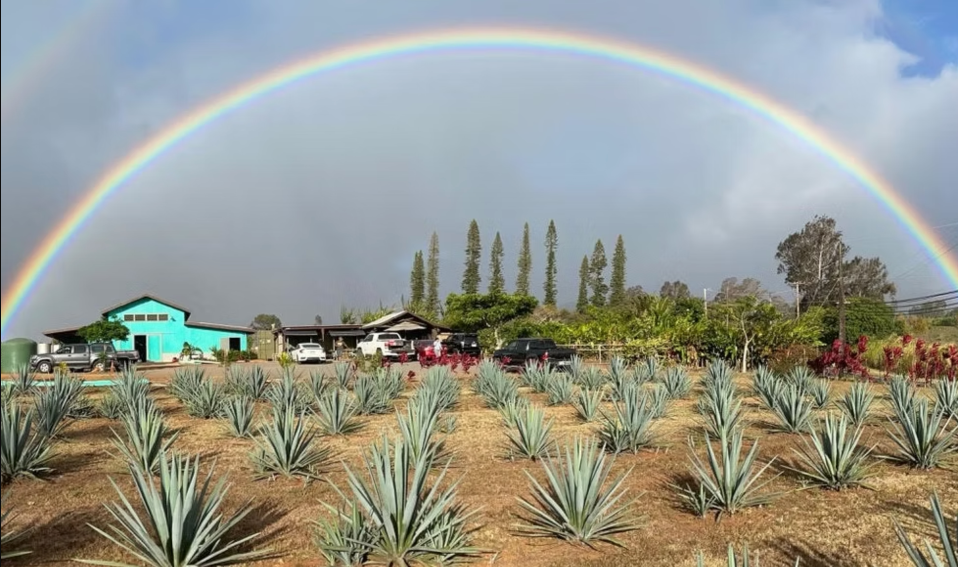 Maui’s Waikulu Agave Spirit: Better than your favorite tequila?