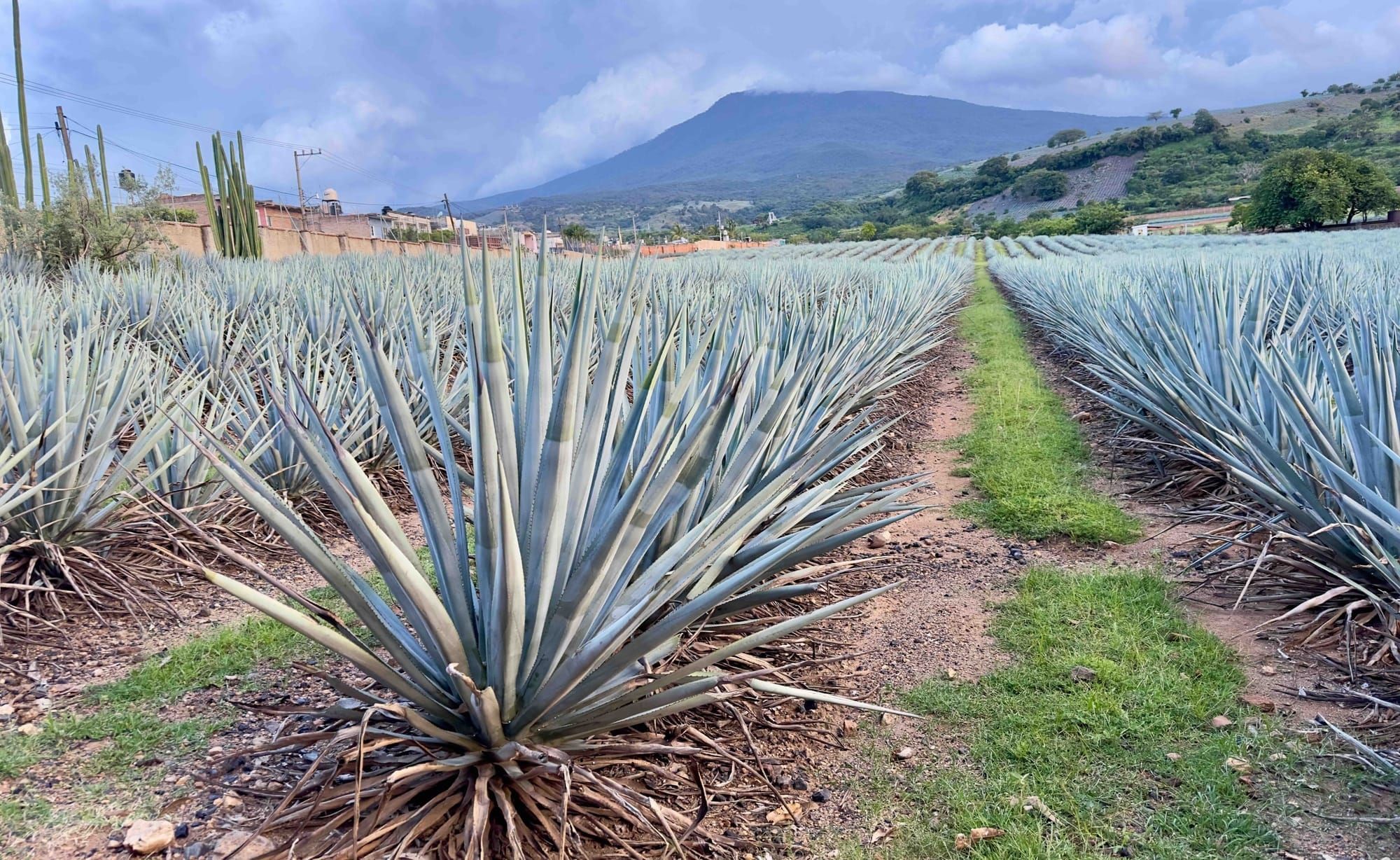 Fortaleza 2025 Winter Blend Review: Reposado Reveal