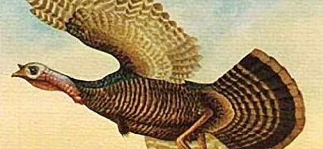 Wild Turkey Bourbon Ad Circa 1959