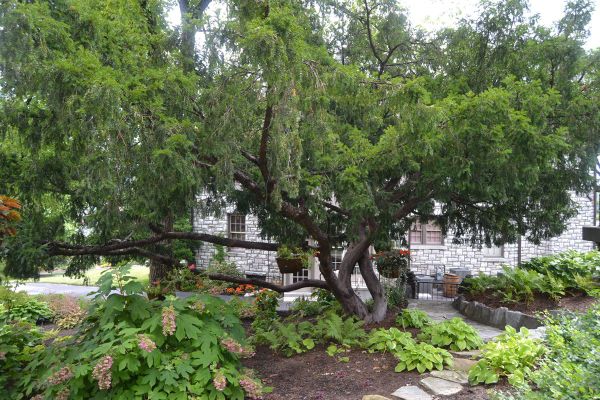 Buffalo Trace Reintroduces Special Seasonal Arboretum Tour