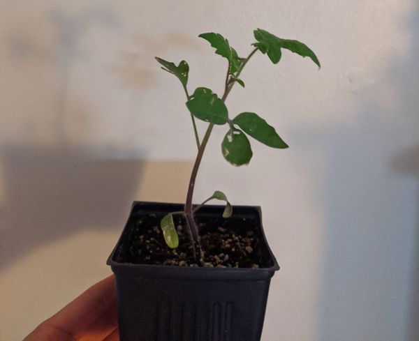 How an ugly plant named Pork Chop won my heart