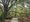 Atlantic Beach tightens tree protections in 4-1 vote amid canopy loss concerns