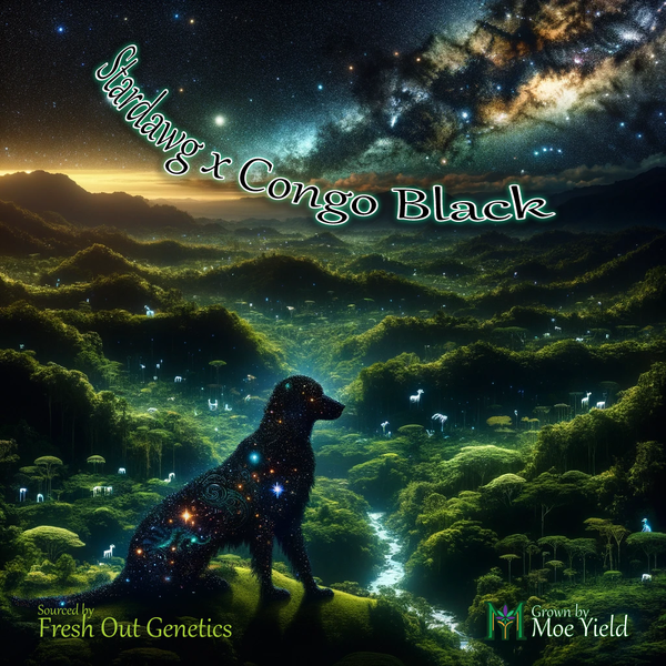 Father Plant: Stardawg x Black Congo