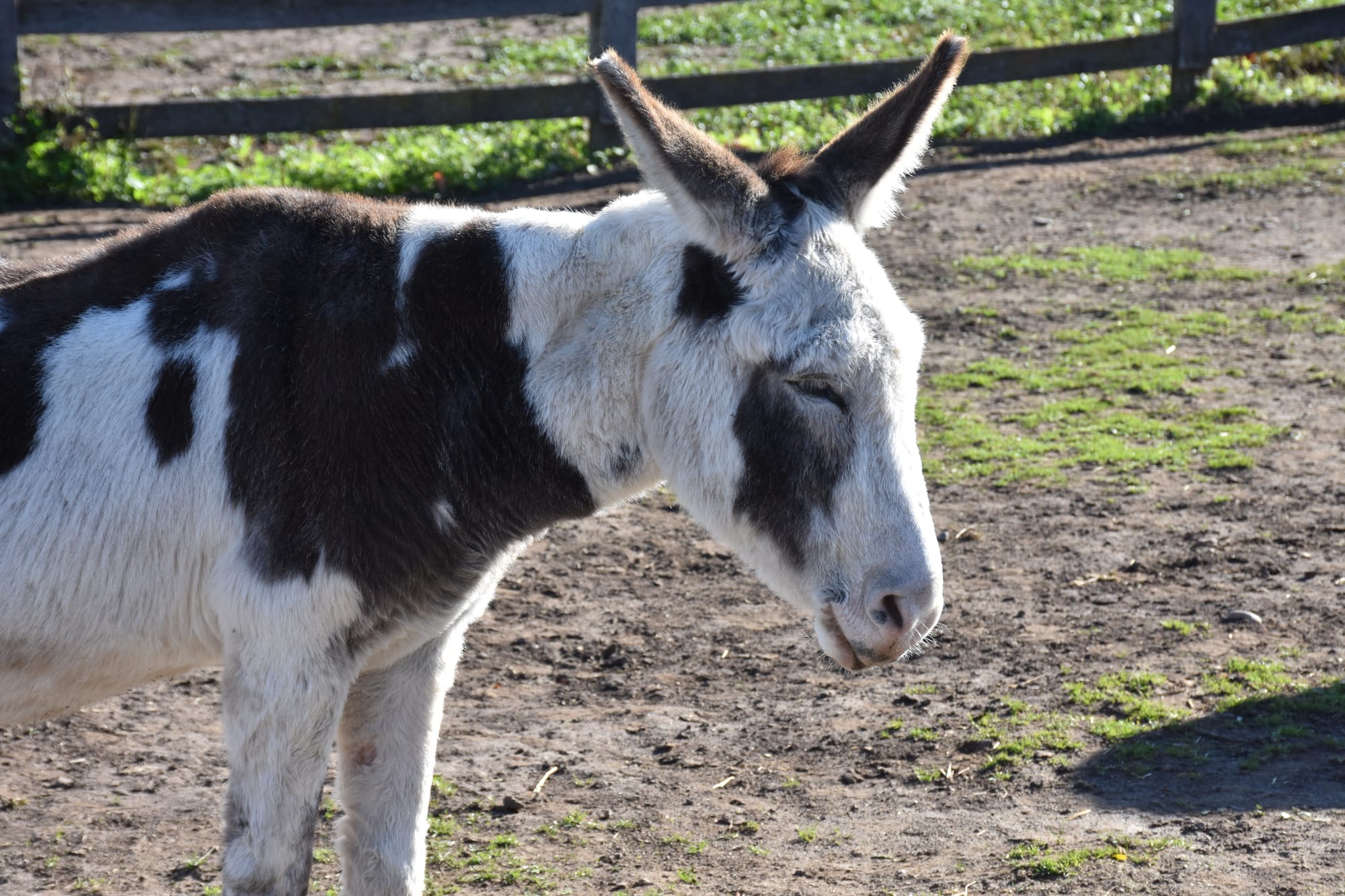 Donkey Sanctuary launches ambassadors program with new children’s book, colouring book