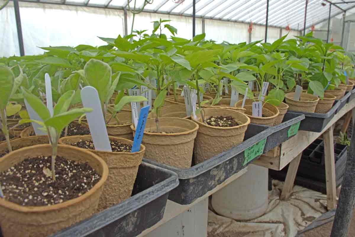 Ignatius having a field day, spring seedling sale