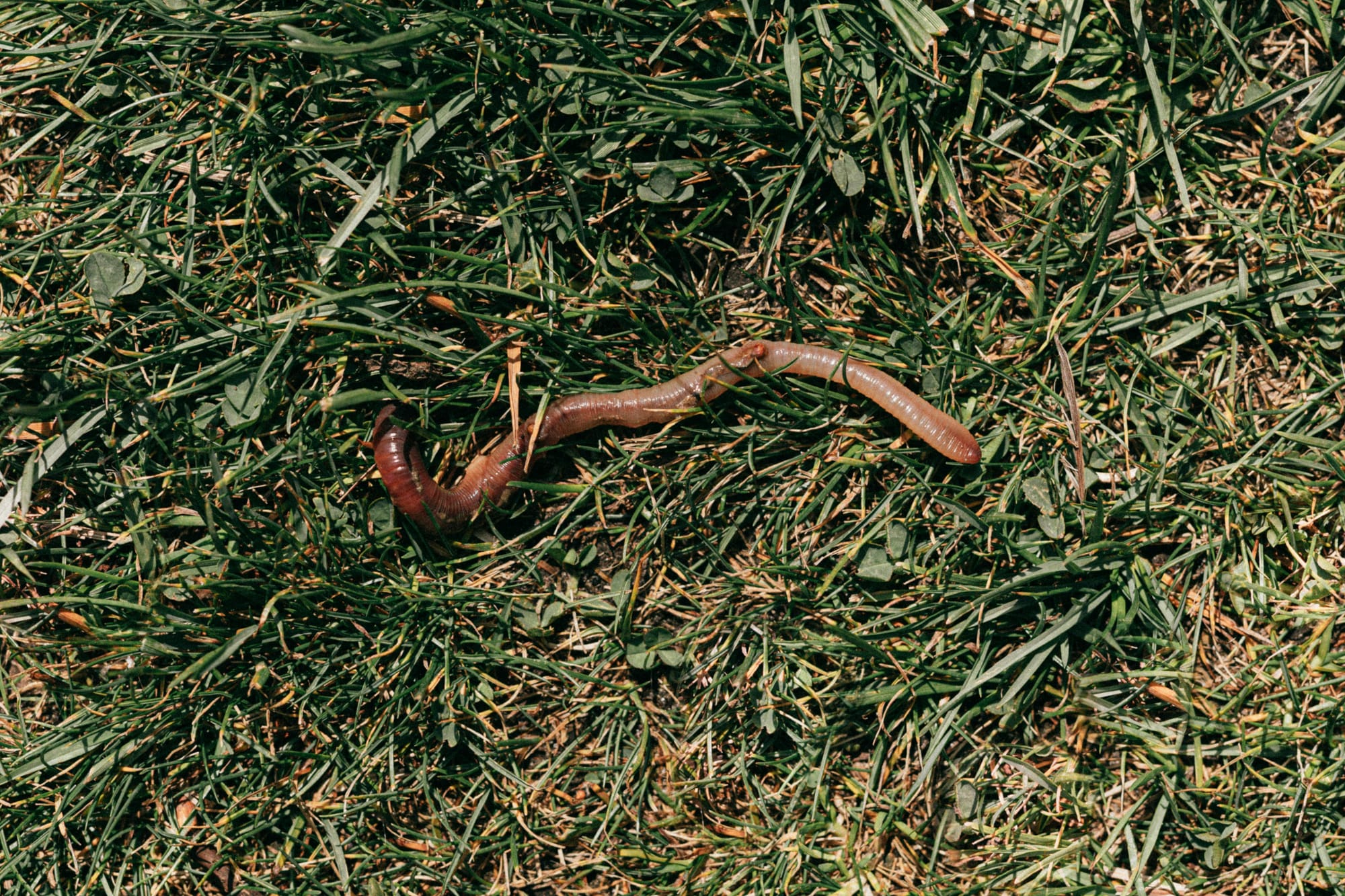 West Luther 4H club explores world of worms