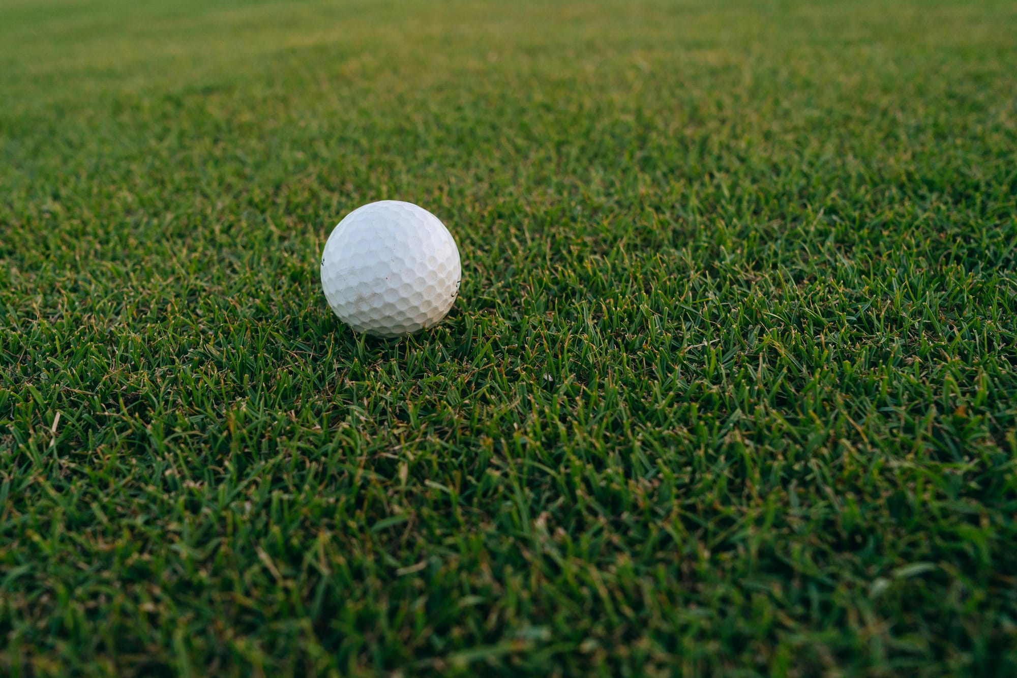 Sunflower tournament to benefit  Hospice Wellington Circle of Care