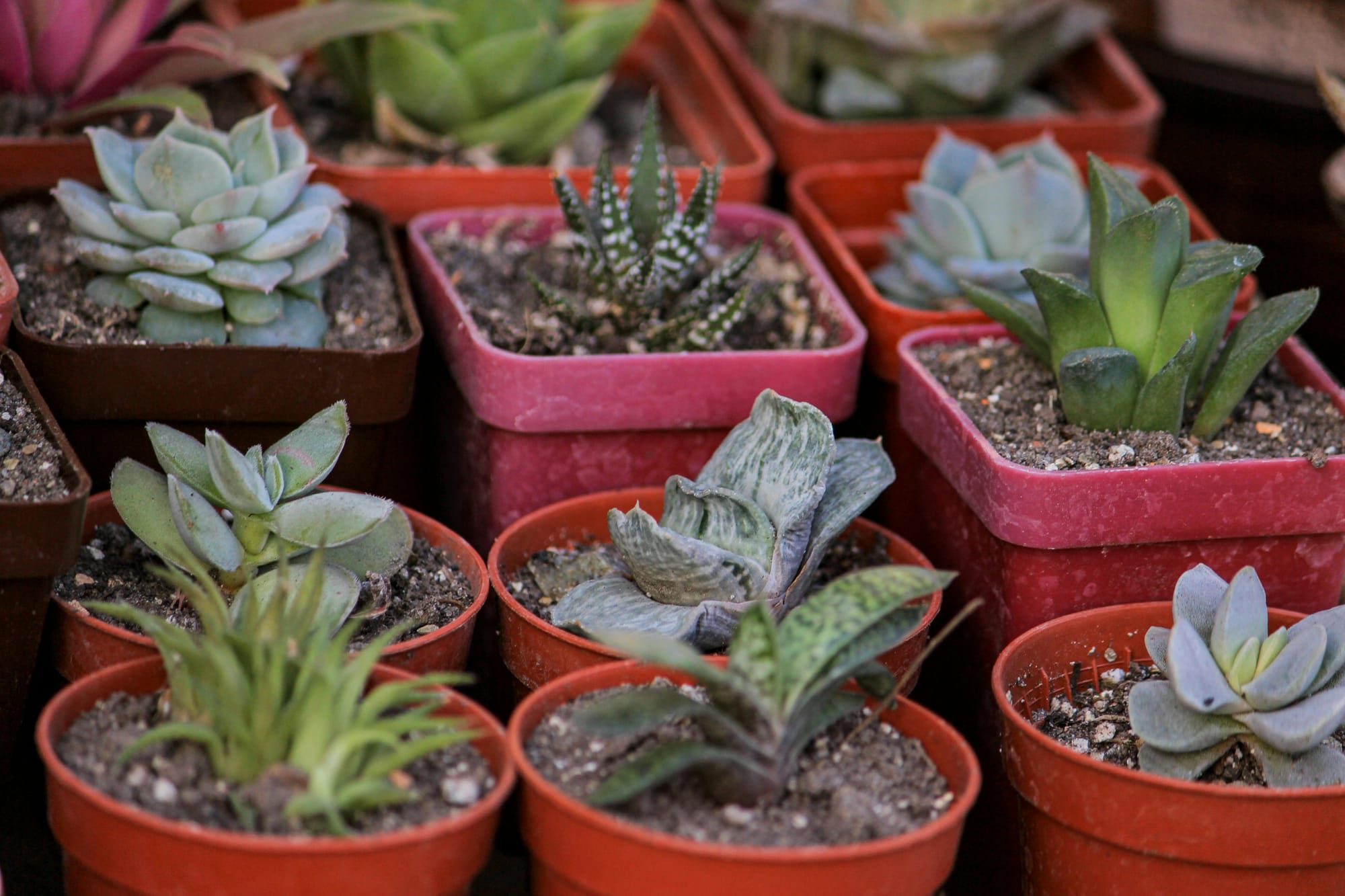 ‘Plant Sale Day’ is May 23