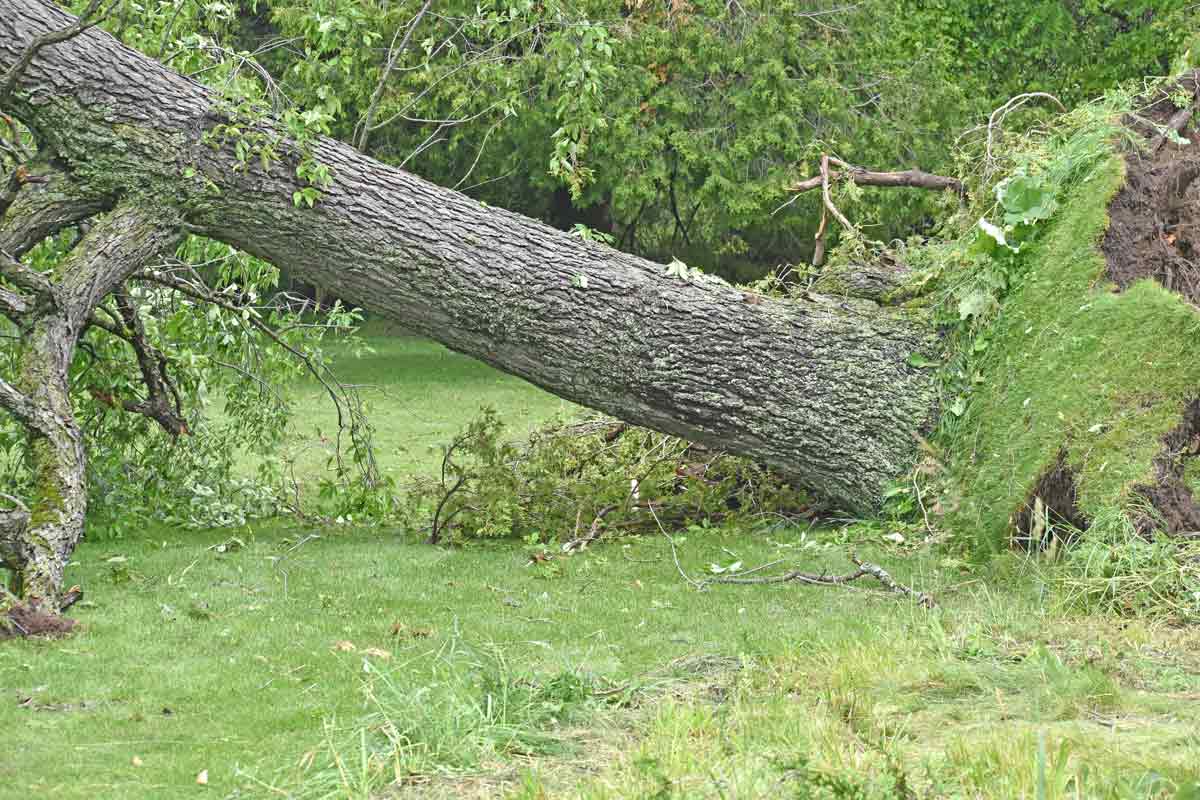 Wild winds - but not a tornado - hit area on Thursday night