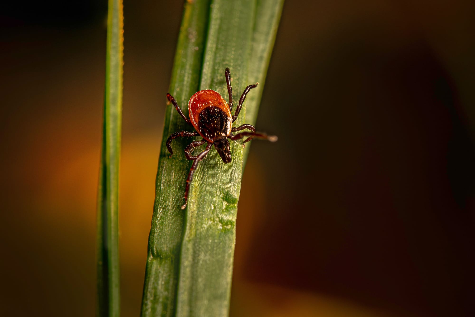 Province reports over 10,000 recorded cases of Lyme disease since 2021