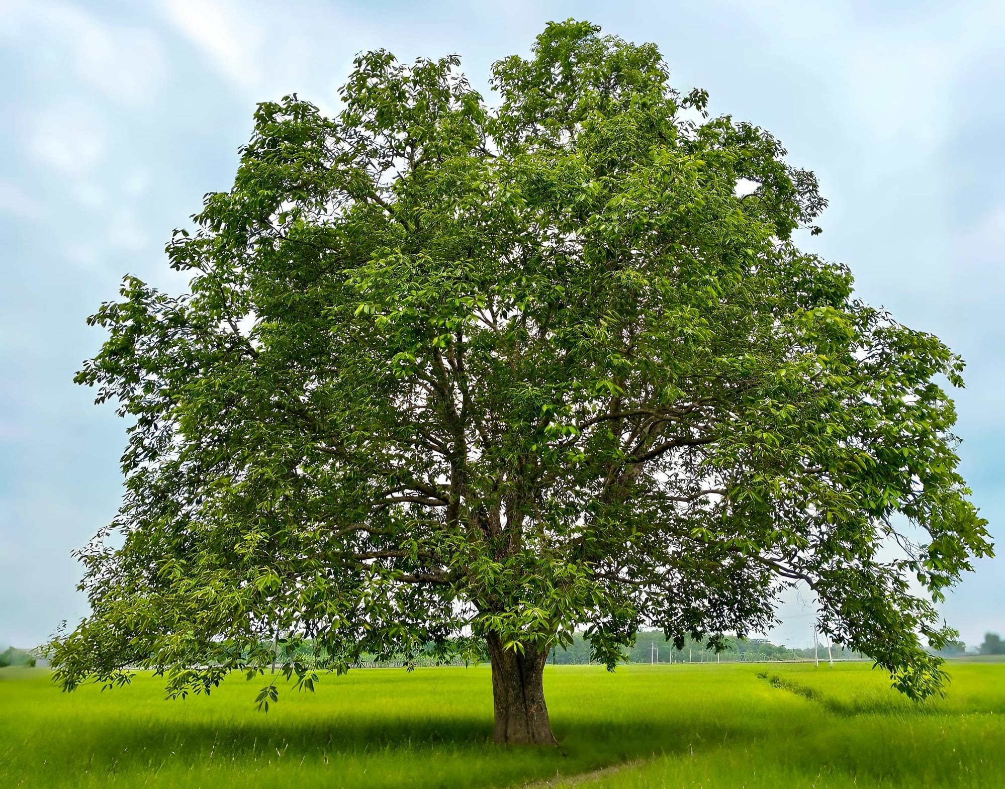 Tree Trust offers Read a Tree workshops