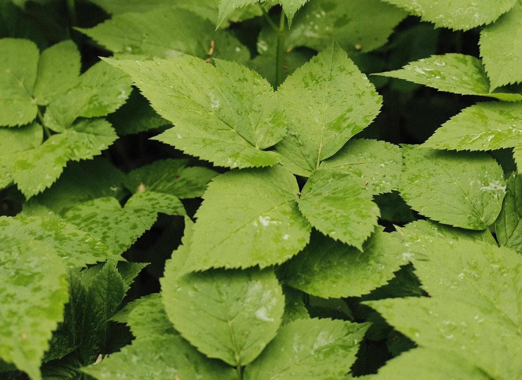 OPINION: Taking on another summer of goutweed