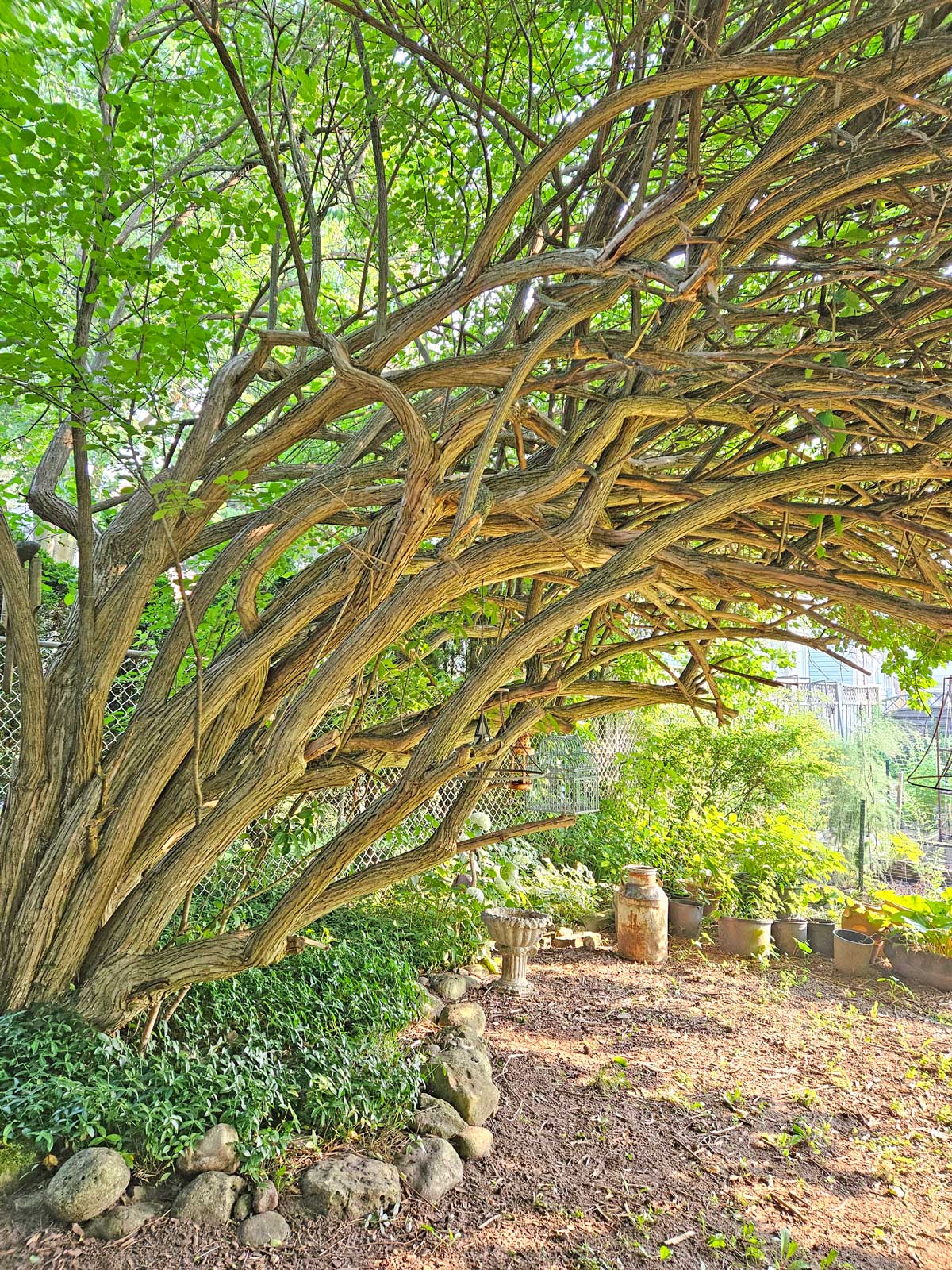 OPINION:  Learning life’s lessons under a tree