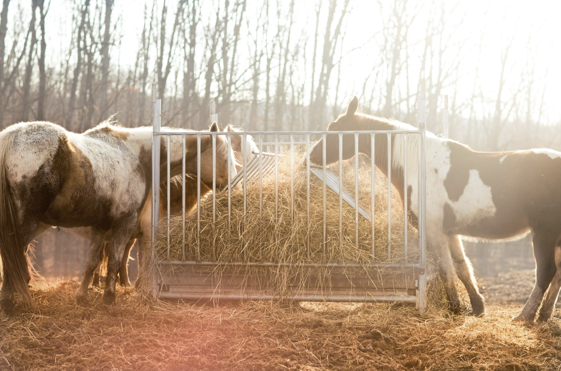 Hay is for horses
