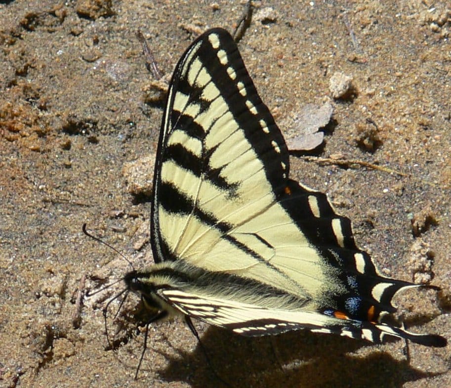 Enjoy dragonfly, insect and butterfly workshops at the Arboretum in July