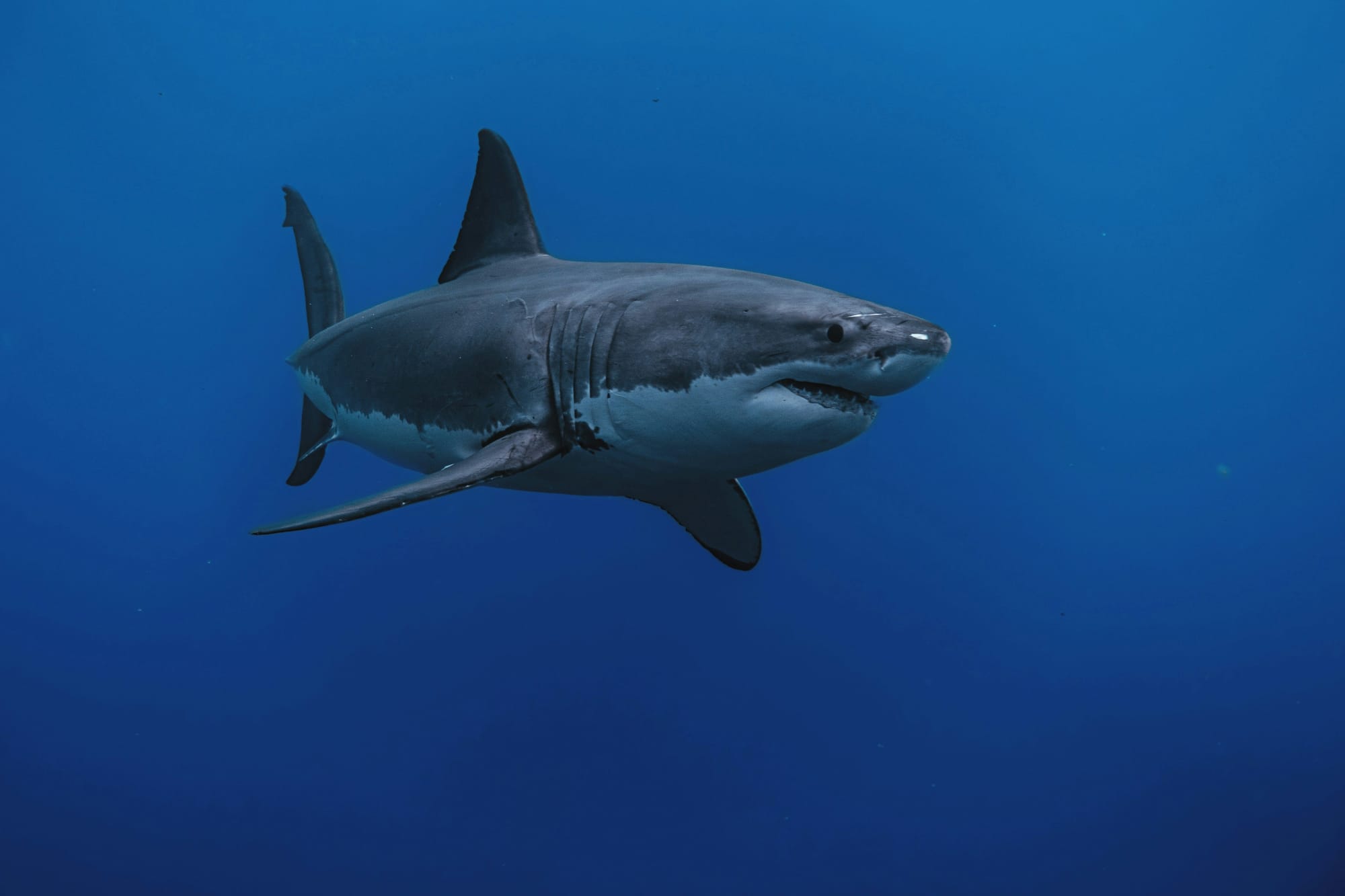 Local researcher seeks ‘traditional knowledge’ in studying sharks