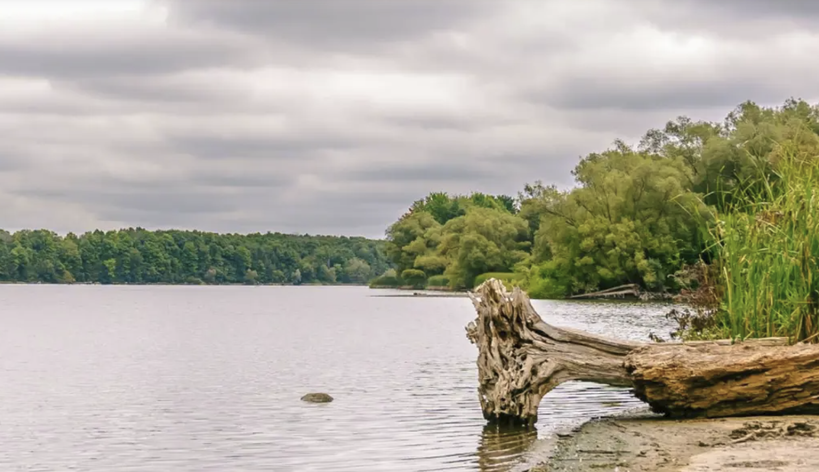 Driver rescued from Guelph Lake