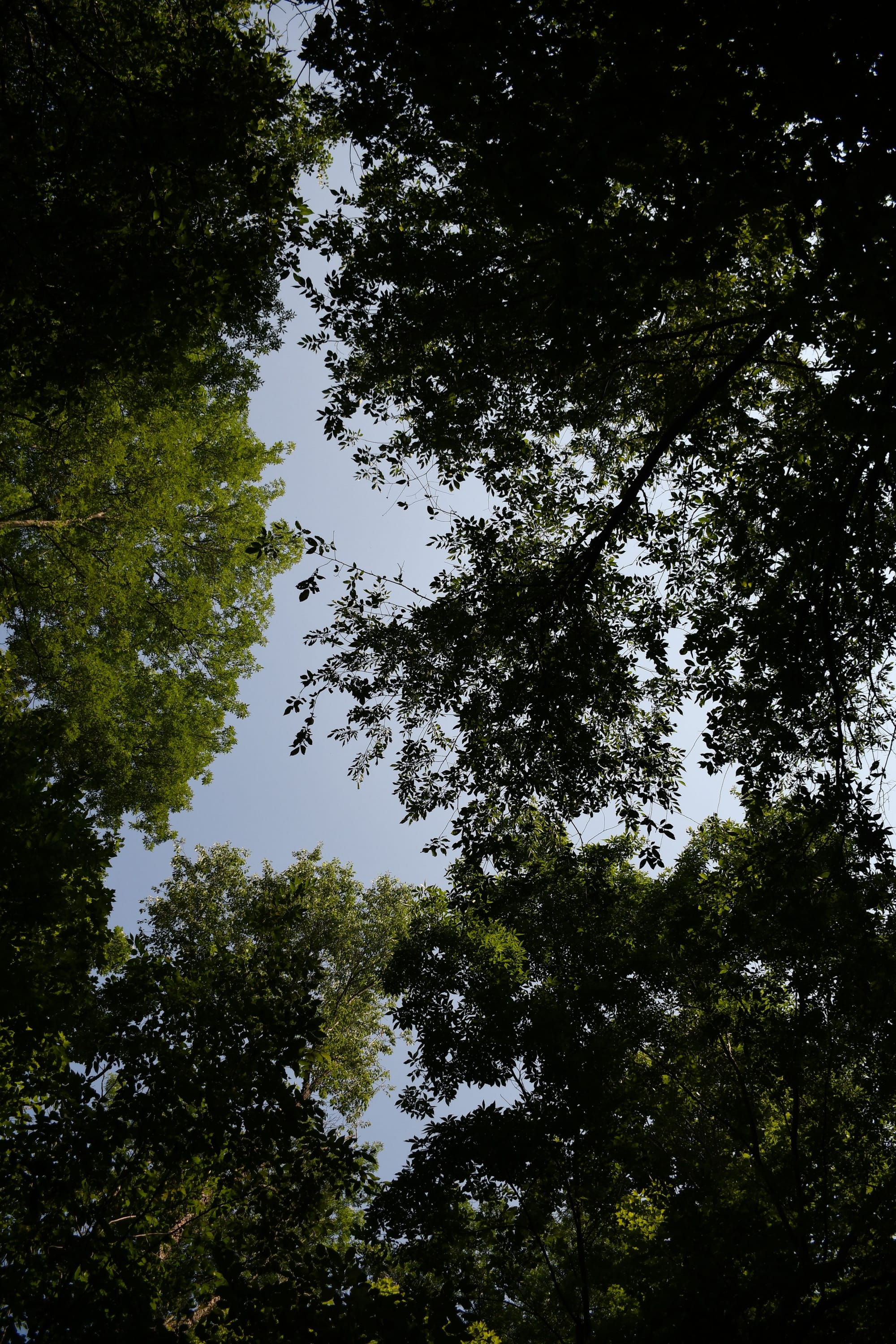 Wellington North’s trees have more protection with new bylaws