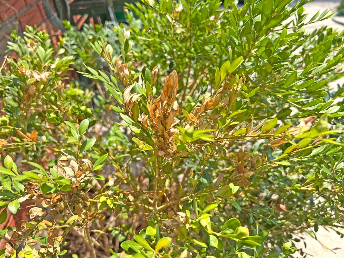 Boxwood troubles may be caused by something you can’t see