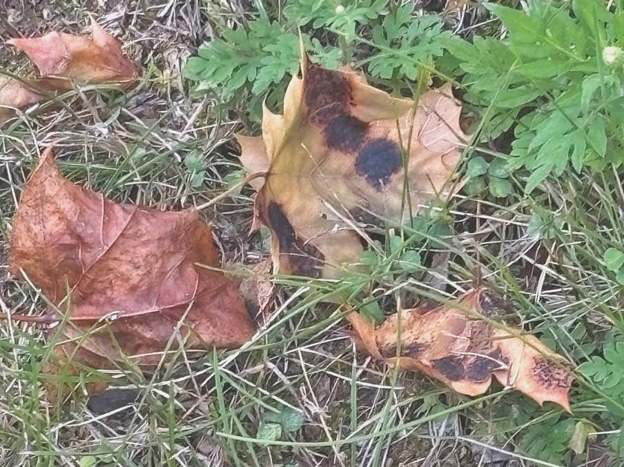 Why are some leaves falling early?