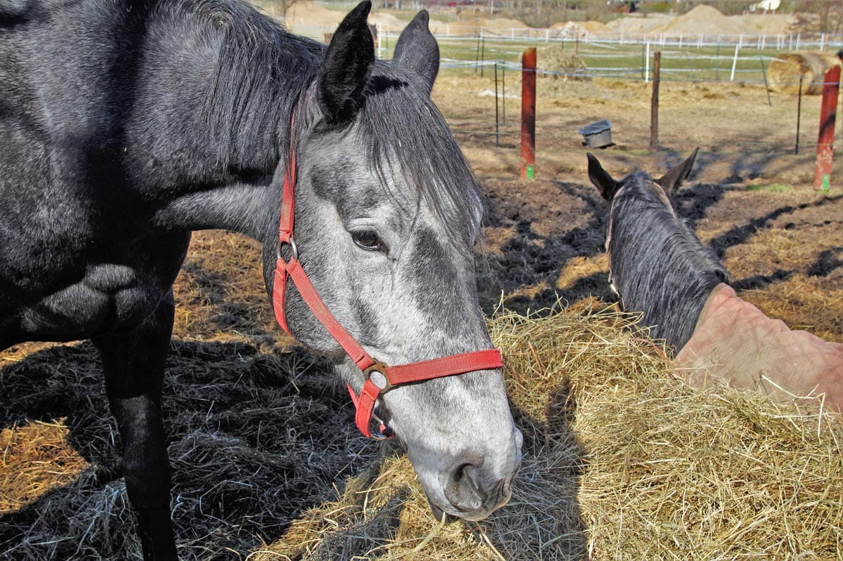 Senior care: How to manage your aging horse