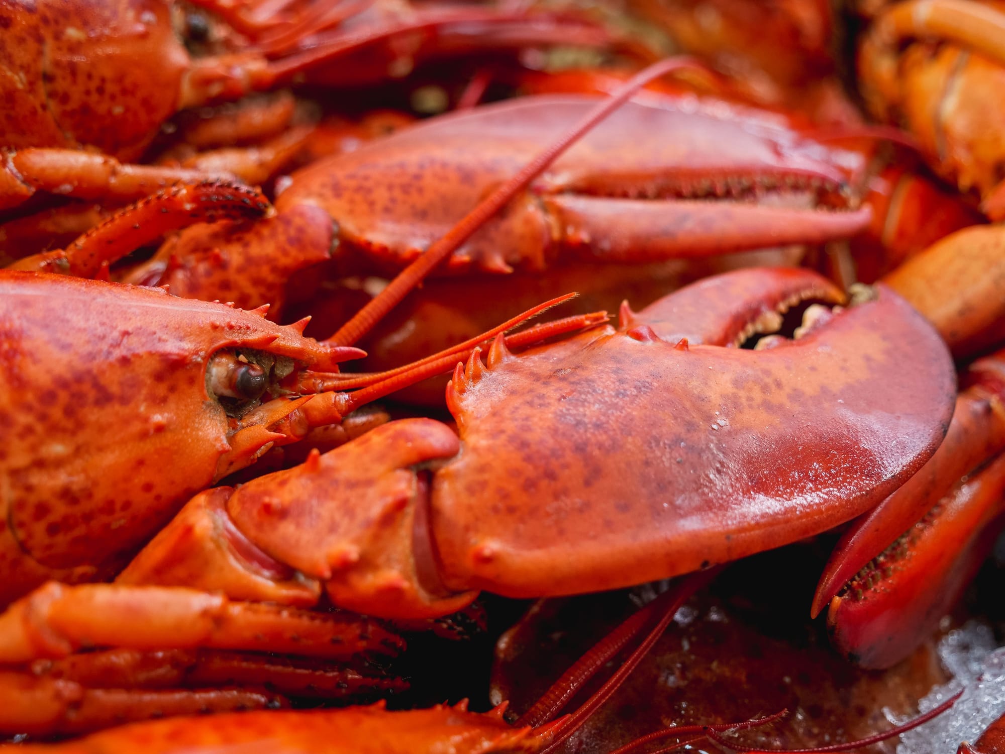 Lobsterfest coming to Italian Canadian Club in Guelph Sept. 26