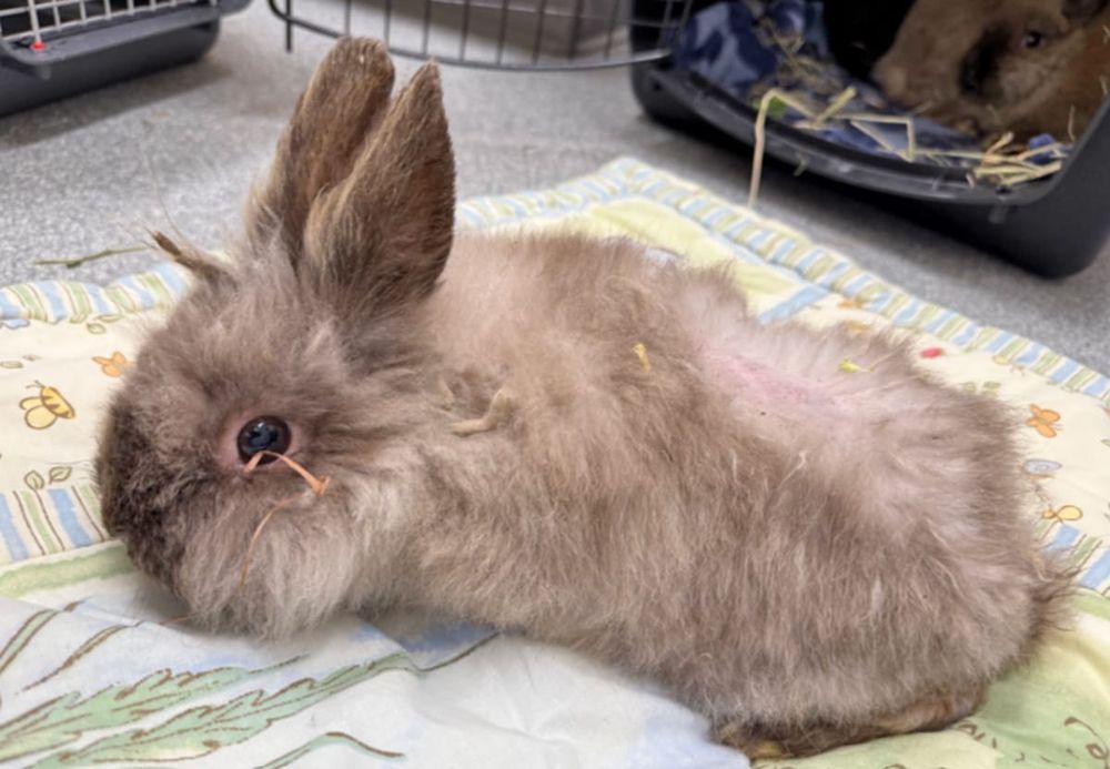 Six juvenile rabbits abandoned behind Rockwood store post image