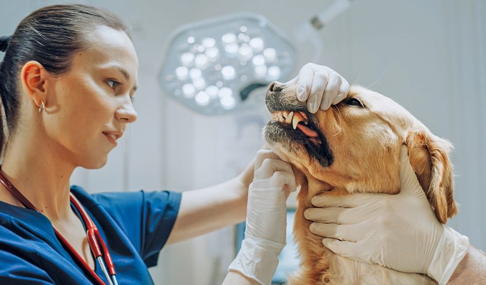 Cosmetic teeth cleaning an important part of pet hygiene and care post image