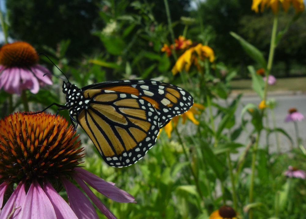 Pollination Guelph symposium explores Indigenous wisdom at April 11 event post image