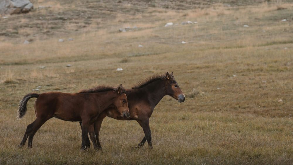Erin council recognizes equine industry as key to town’s identity post image