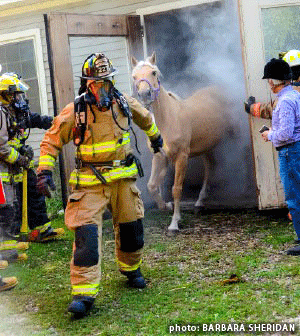 Equine Guelph offers safety tips for handling horses post image