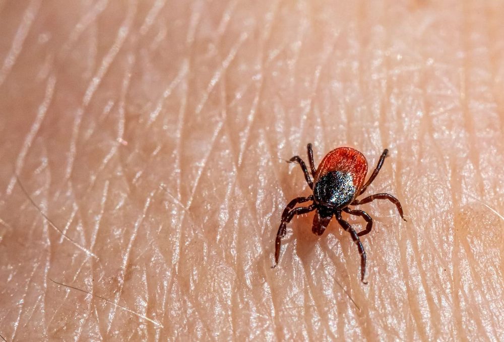It's tick season and their numbers are on the rise post image
