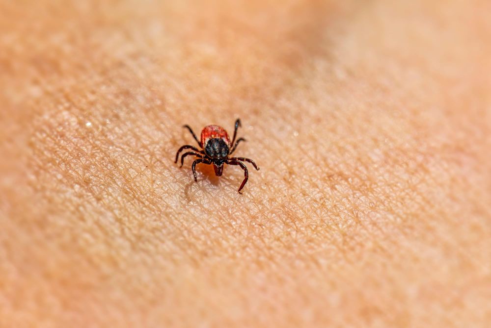 Public health updates tick precautions post image
