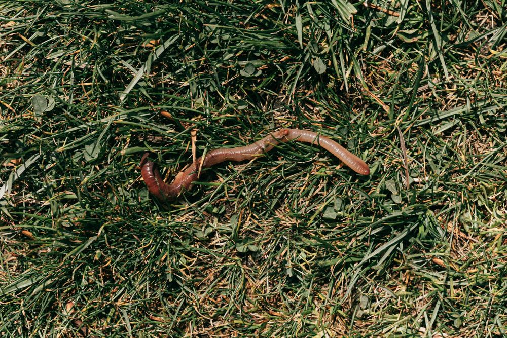 West Luther 4H club explores world of worms post image
