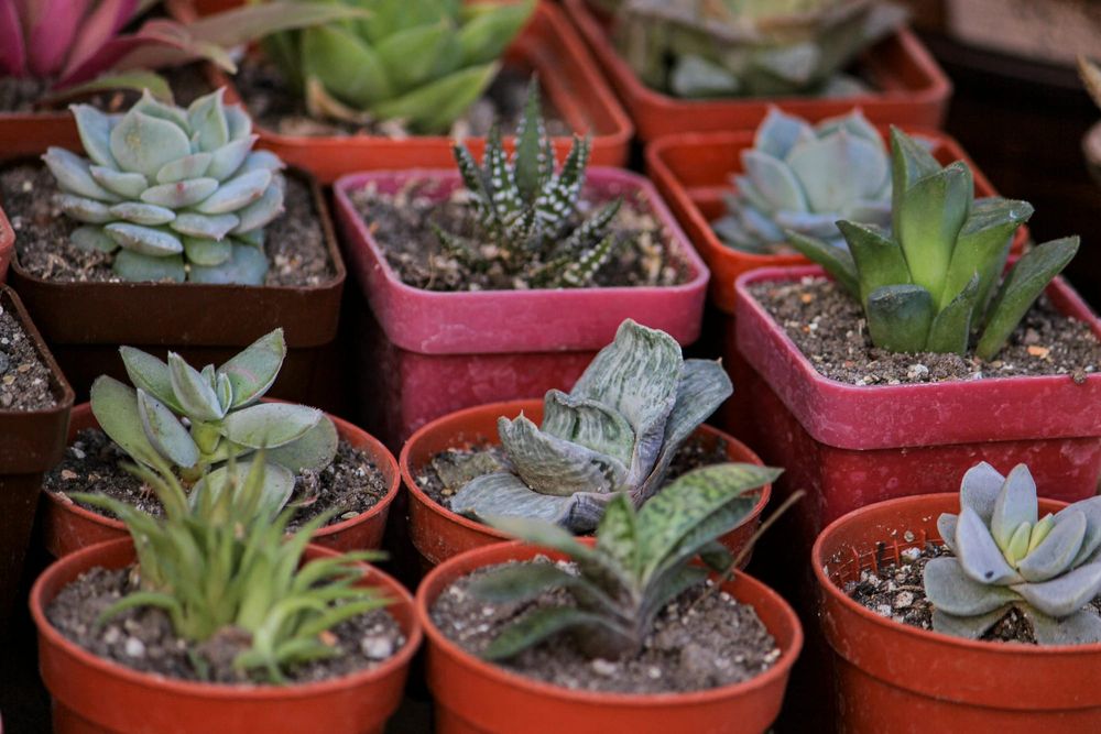 ‘Plant Sale Day’ is May 23 post image