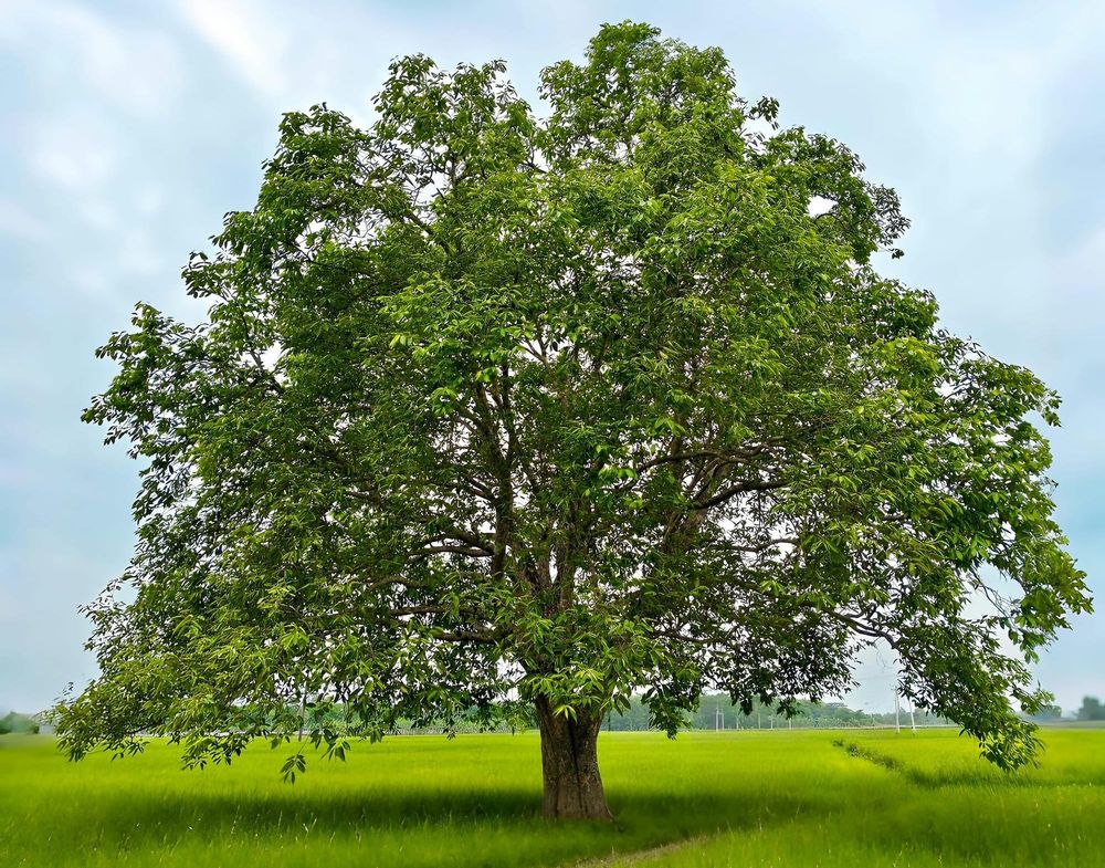 Tree Trust offers Read a Tree workshops post image