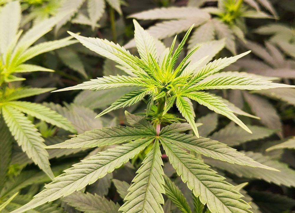 Moorefield resident, business owner hope to open pot shop in village post image