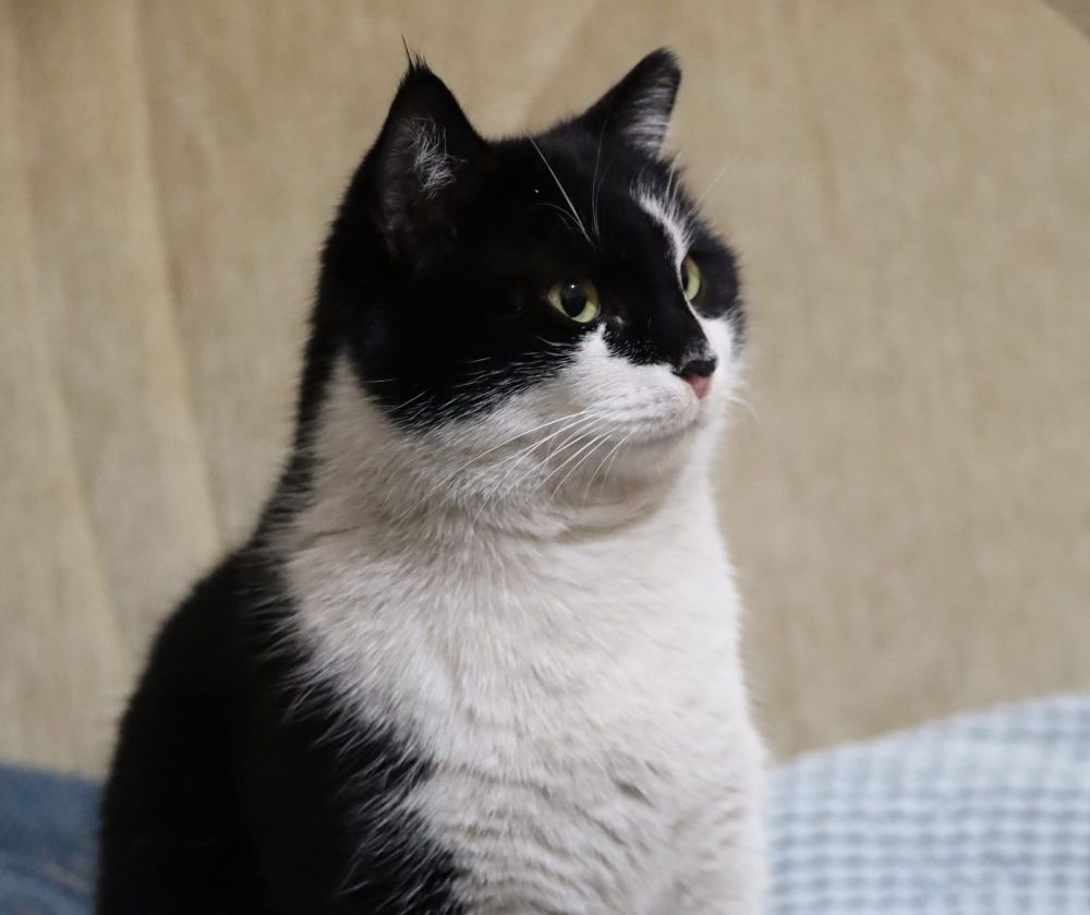 Humane society calling for donations to support 24 cats post image