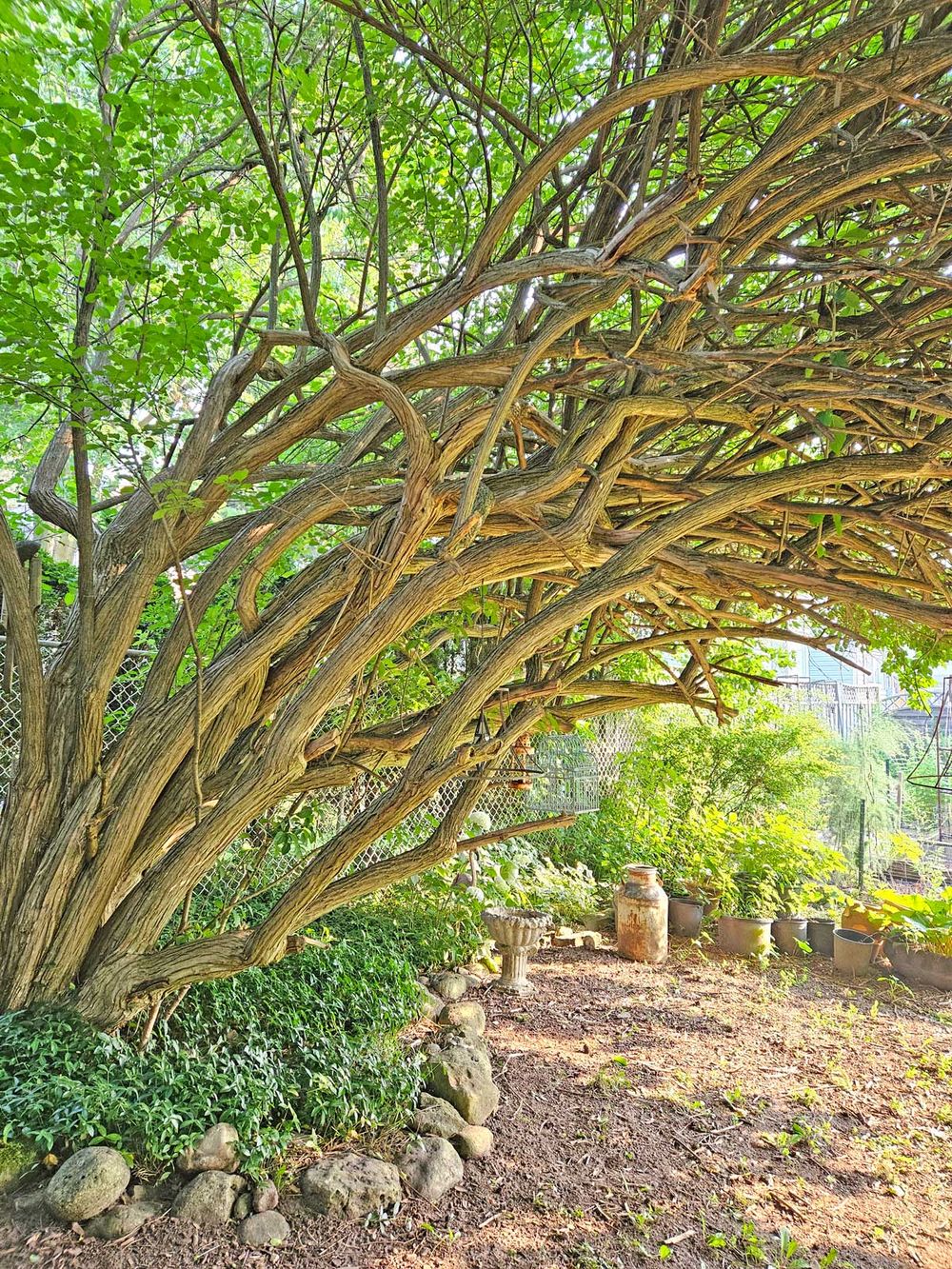 OPINION:  Learning life’s lessons under a tree post image