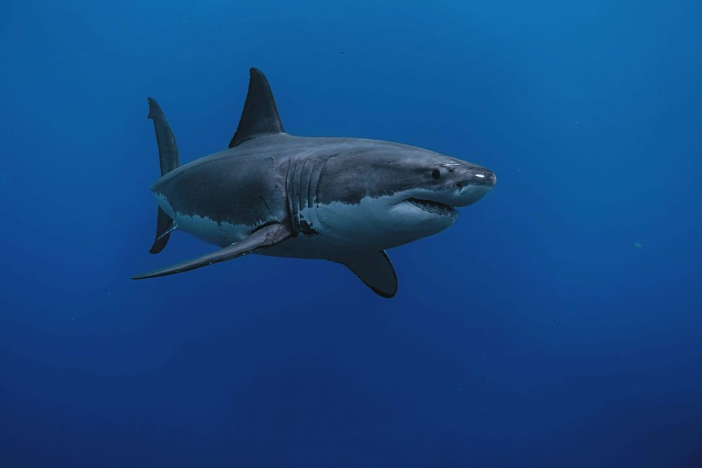 Local researcher seeks ‘traditional knowledge’ in studying sharks post image