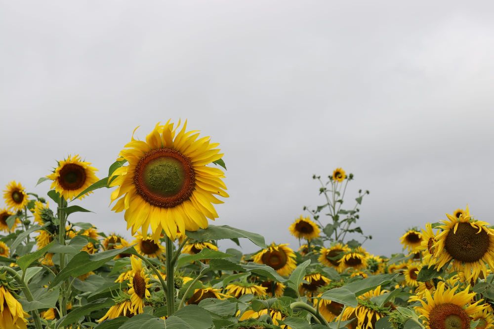 Sunflower festival cancelled post image