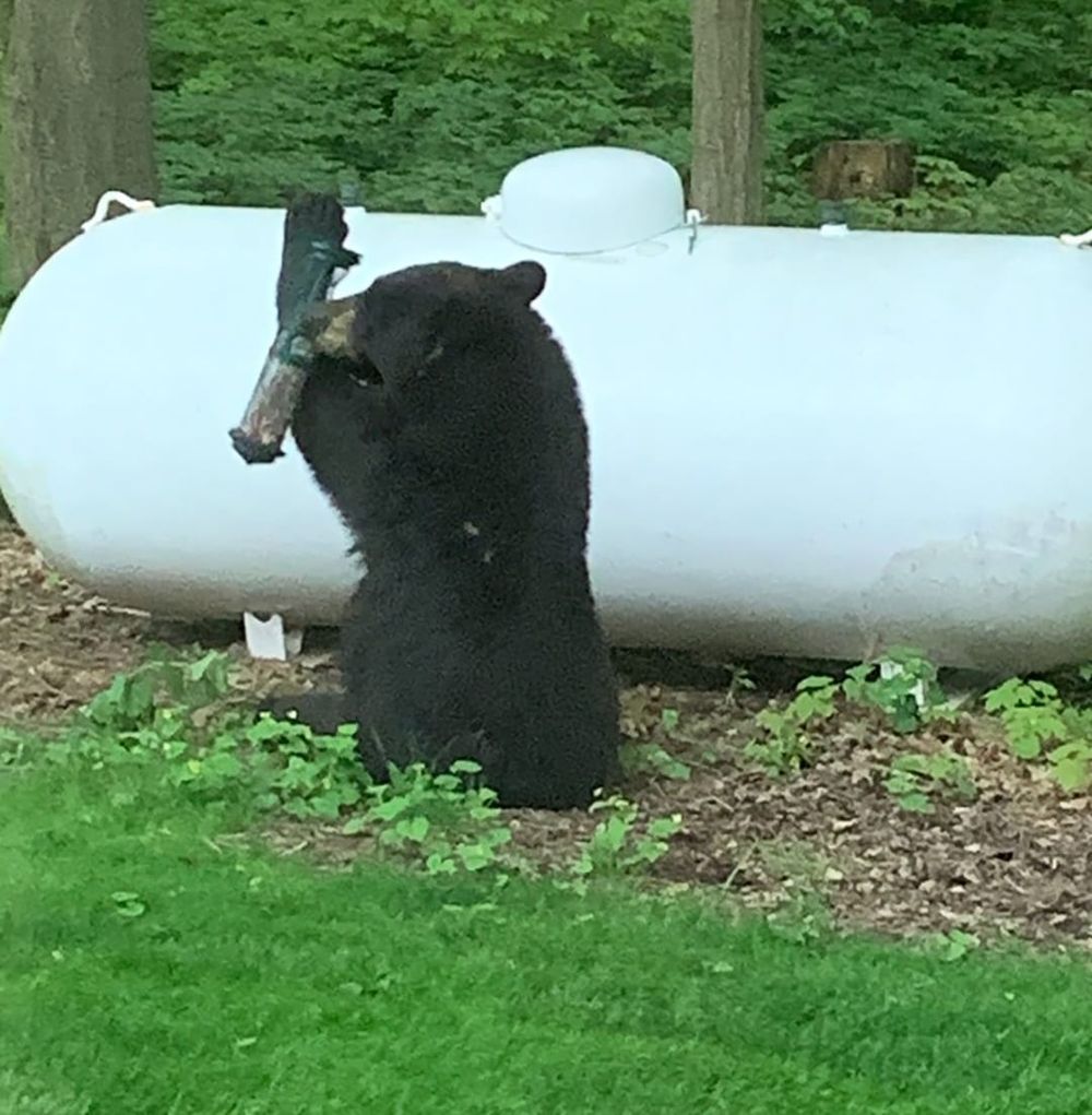 Police issue warning, offer tips after black bear sightings post image